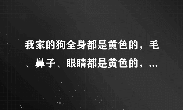 我家的狗全身都是黄色的，毛、鼻子、眼睛都是黄色的，这是什么狗啊？