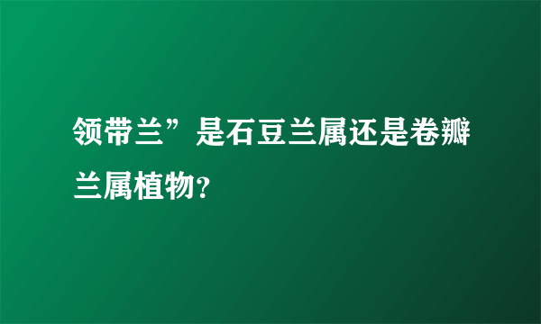 领带兰”是石豆兰属还是卷瓣兰属植物？