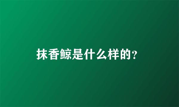 抹香鲸是什么样的？