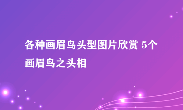 各种画眉鸟头型图片欣赏 5个 画眉鸟之头相